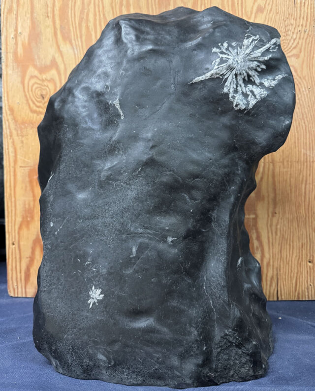 菊花石　【商品番号：m-kk060】