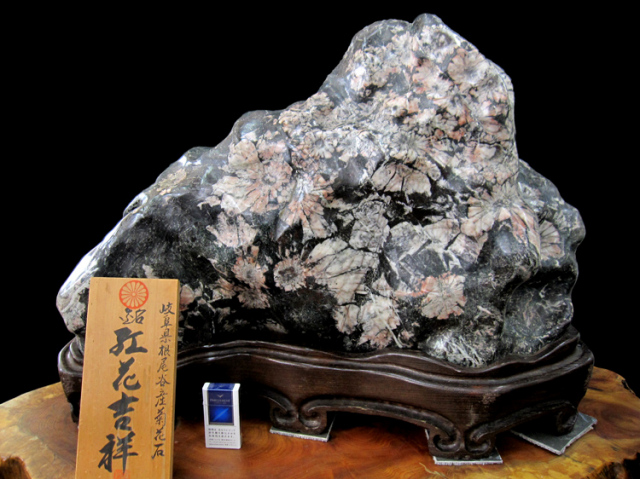 特別天然記念物【根尾谷の菊花石（きっかせき）】 紅花吉祥