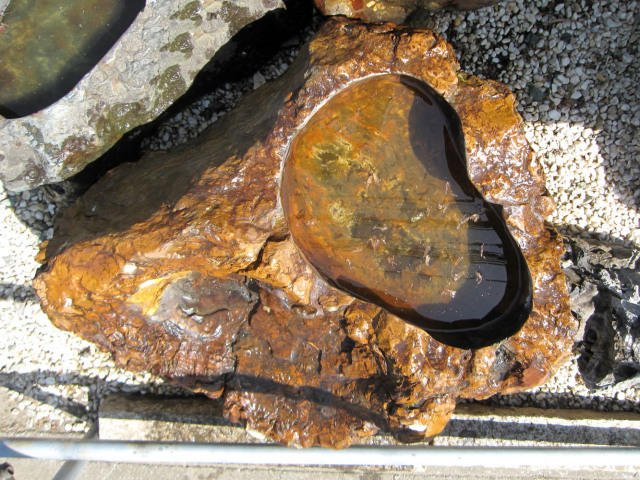 木化石 蹲 050 手水鉢 水鉢 銘石 珪化木 幅111cm 一点物 庭石 景石