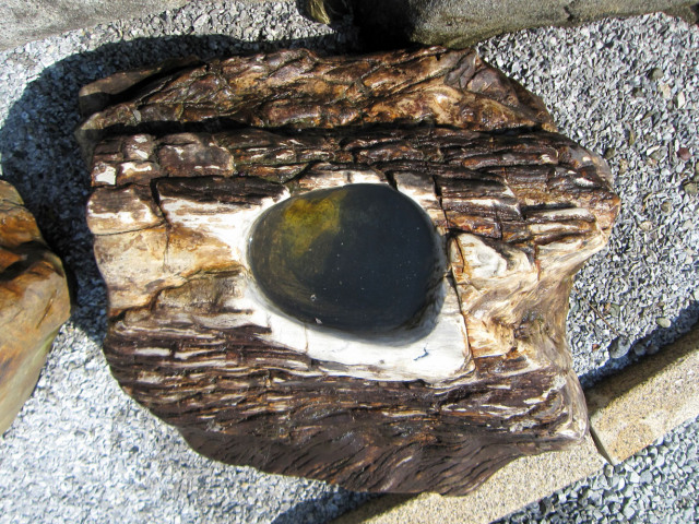木化石 蹲 057 ツクバイ 手水鉢 一点物 水鉢 銘石 珪化木 販売 幅66cm