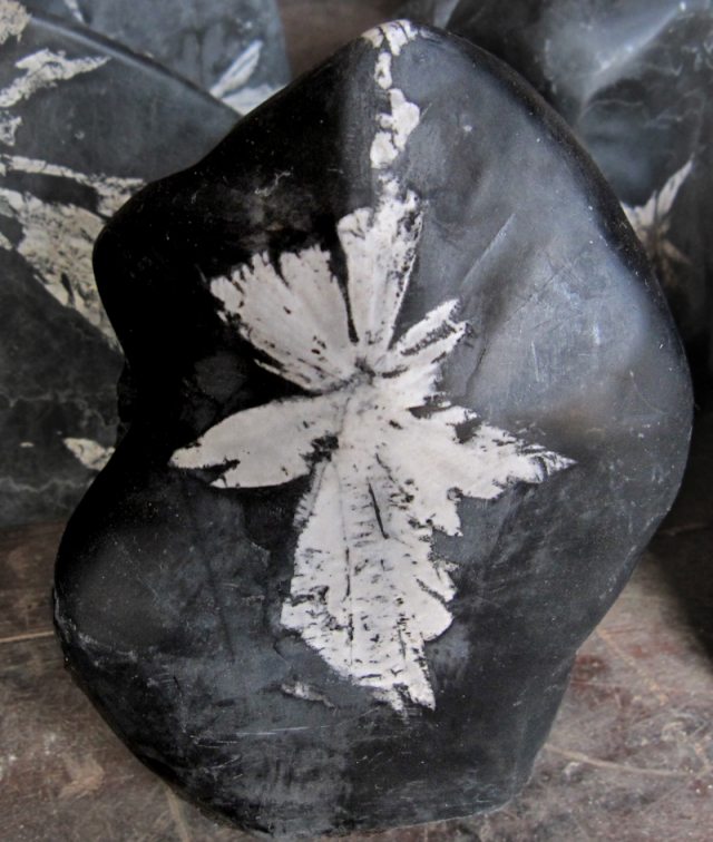 菊花石（きっかせき）まとめて100個で販売いたします。