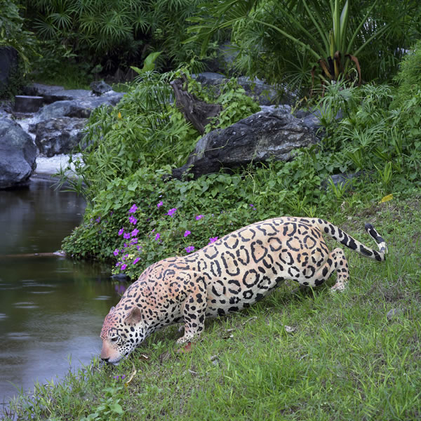 ジャガー オブジェ ヒョウ