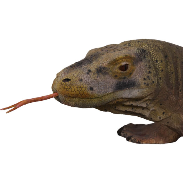 コモドドラゴン 動物 恐竜 爬虫類 オブジェ