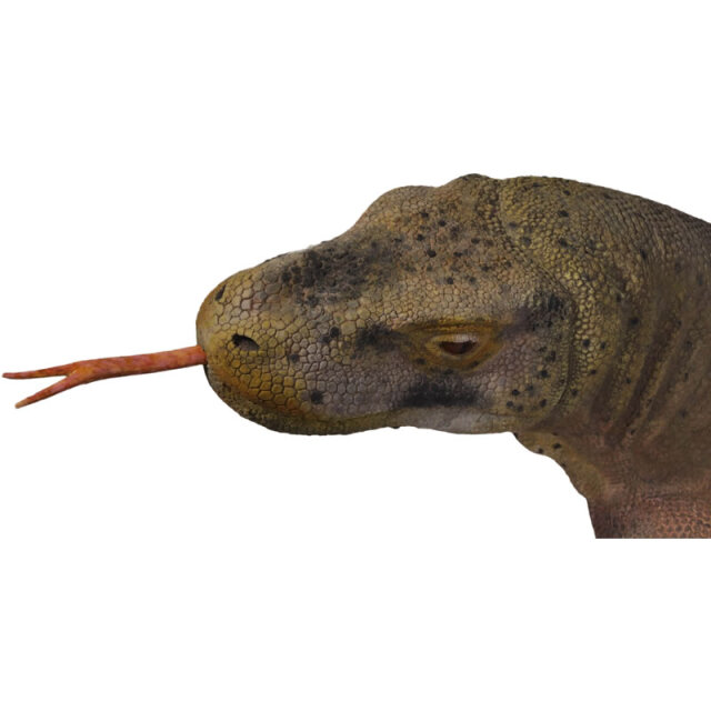 コモドドラゴン 動物 恐竜 爬虫類 オブジェ