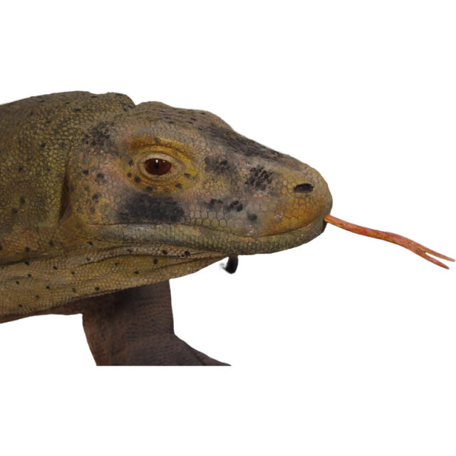 コモドドラゴン 動物 恐竜 爬虫類 オブジェ