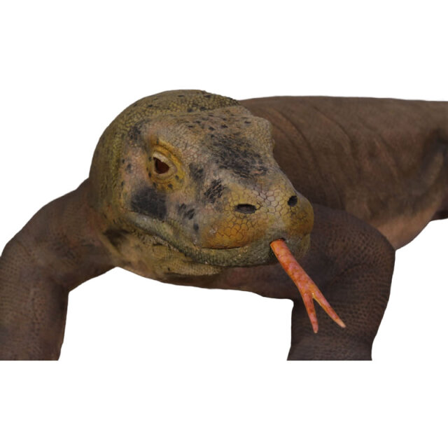 コモドドラゴン Komodo Dragon FRP恐竜オブジェ【商品番号：m-fr080121】