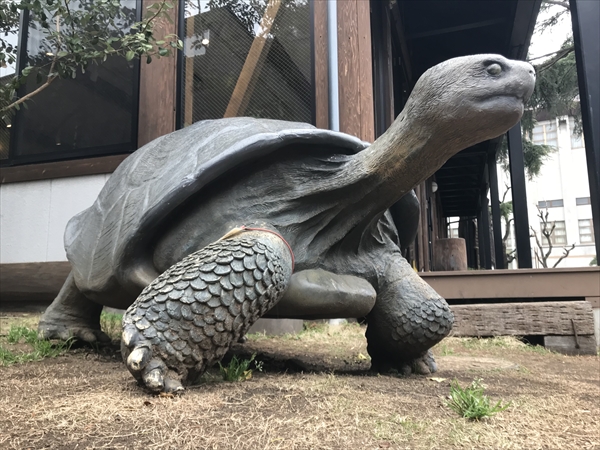 リクガメ オブジェ 亀