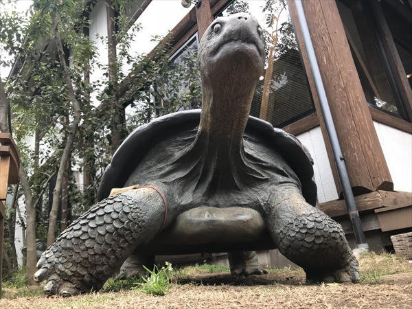 リクガメ オブジェ 亀