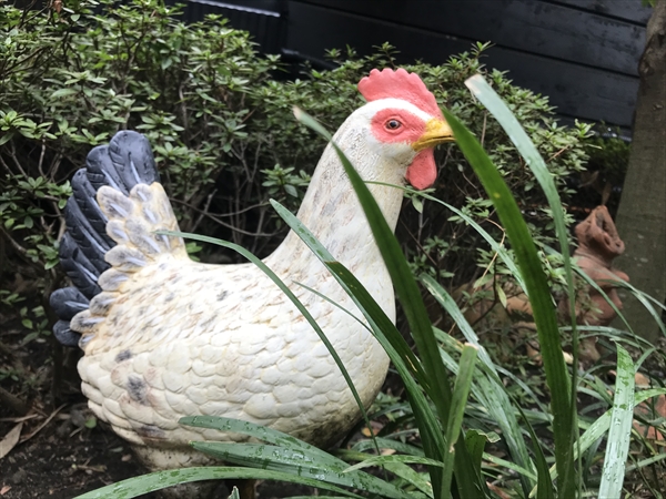 ニワトリ 雌鳥 オブジェ