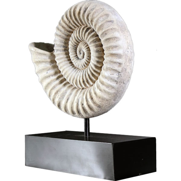 オウムガイ 化石 オブジェ