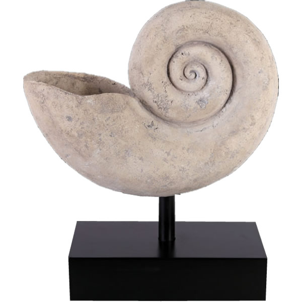 オウムガイ 化石 オブジェ
