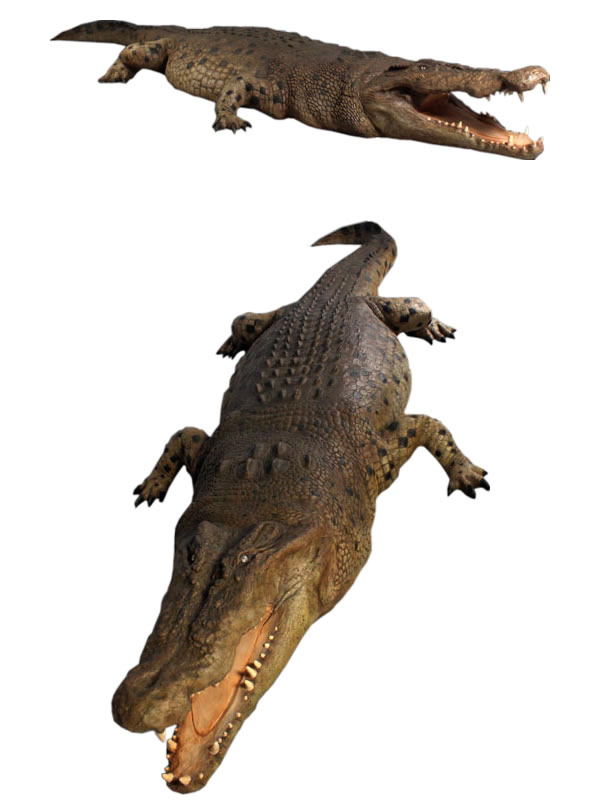 クロコダイル ワニ オブジェ
