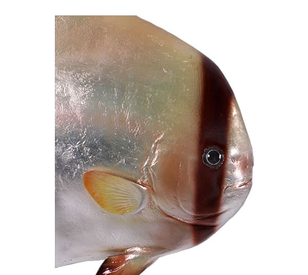 ツバメウオ オブジェ