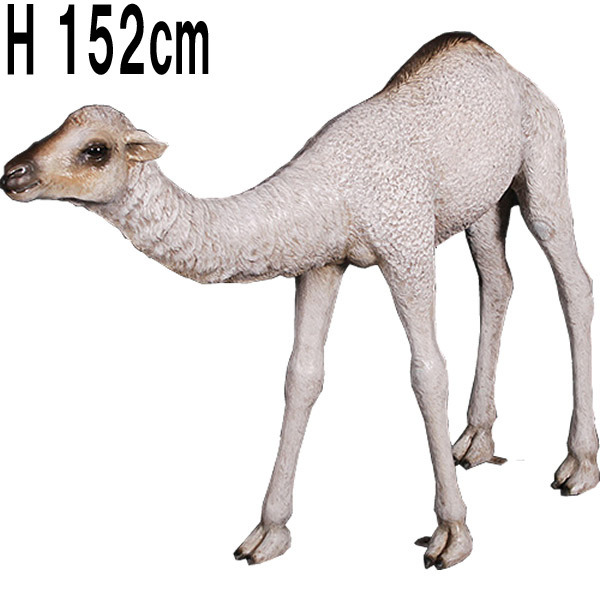 ひとコブラクダの赤ん坊 / Dromedary Camel Calf  FRPアートオブジェ 【商品番号：m-fr130008】
