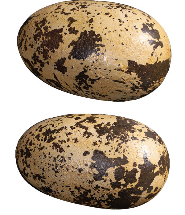 恐竜 化石 卵 タマゴ オブジェ