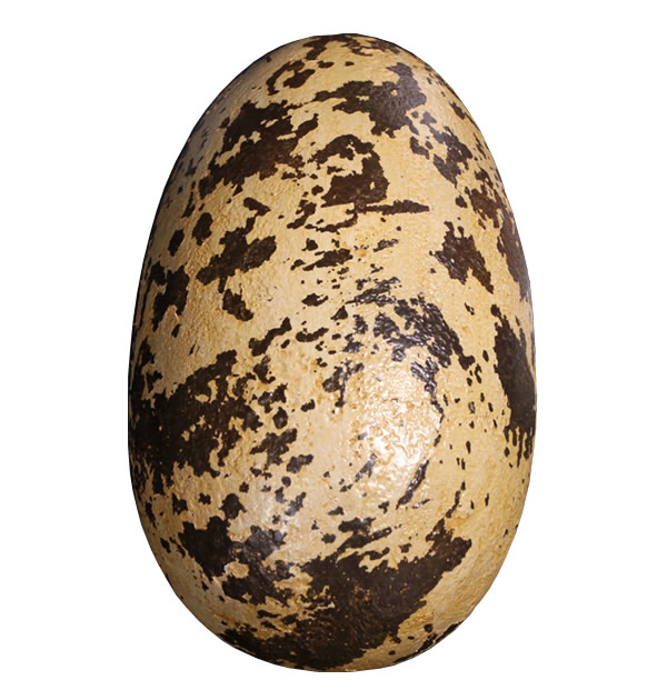 恐竜 化石 卵 タマゴ オブジェ
