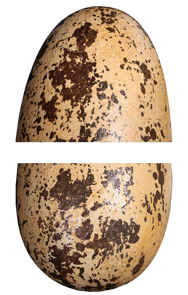 恐竜 化石 卵 タマゴ オブジェ