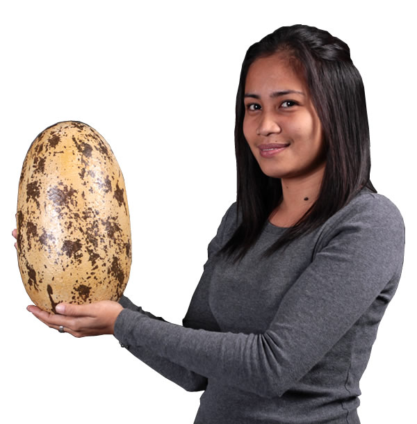 恐竜 化石 卵 タマゴ オブジェ