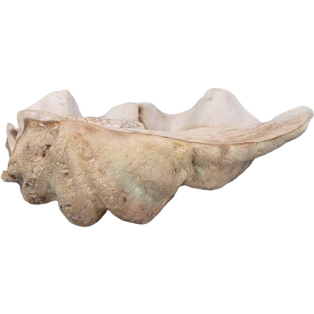 シャコ貝 Giant Clam Shell FRPアートオブジェ【商品番号：m-fr230049】