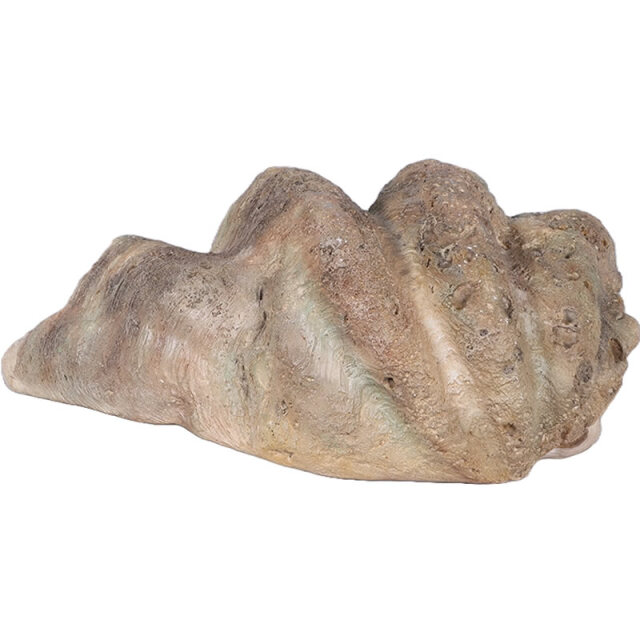 シャコ貝 Giant Clam Shell FRPアートオブジェ【商品番号：m-fr230049】