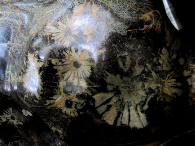 根尾谷の特別天然記念物の菊花石を販売しています。