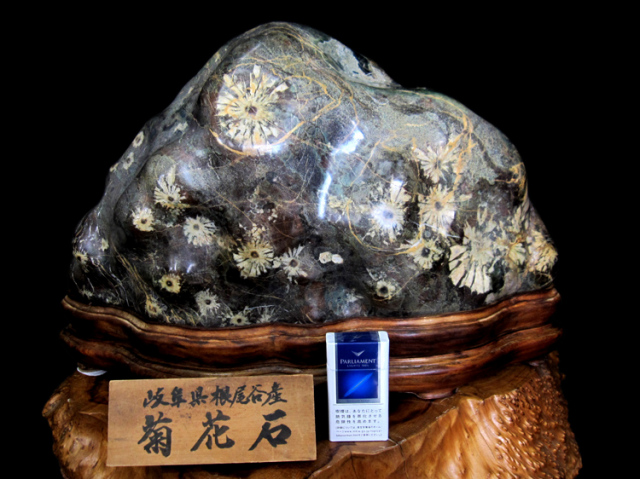 根尾谷　菊花石