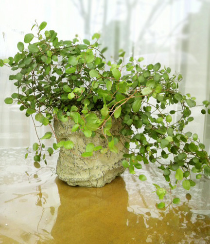 鉢・プランター・コーガ石・フラワーポット・山草・インテリア