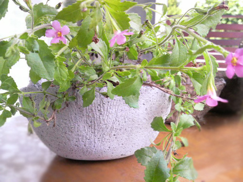 鉢・プランター・コーガ石・フラワーポット・山草・インテリア