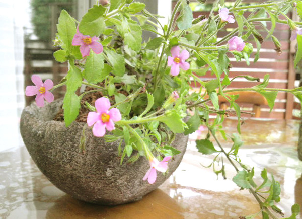 鉢・プランター・コーガ石・フラワーポット・山草・インテリア