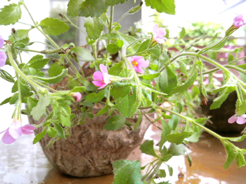 鉢・プランター・コーガ石・フラワーポット・山草・インテリア