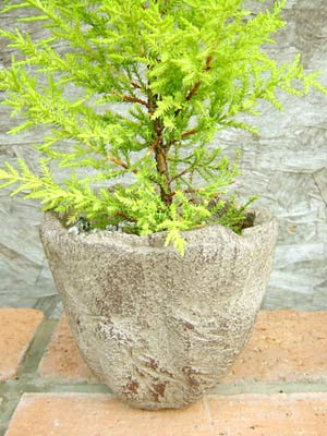 鉢・プランター・コーガ石・フラワーポット・山草・インテリア