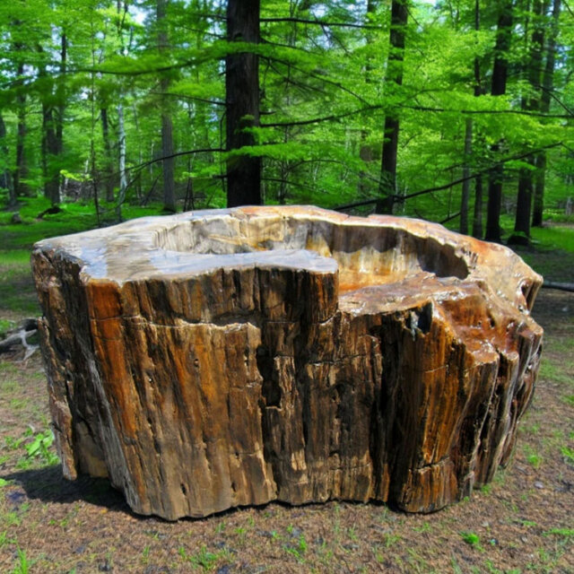 木化石 蹲(つくばい) 049の手水鉢・珪化木は庭石販売の増樹です。