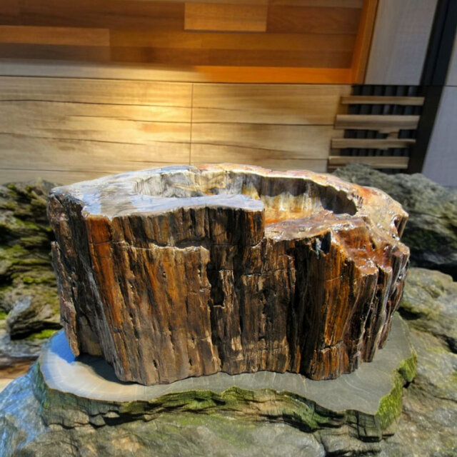 木化石 水槽 レイアウト用 木化石 約2.9kg