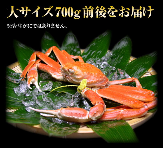 福井県敦賀市産 越前ガニ 冬の味覚の王者 茹でたて産地直送 越前がに700g前後 かに カニ 蟹 越前かに 越前カニ 越前蟹 ズワイ蟹 ズワイガニ ずわい かに カニ