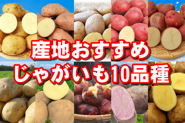 産地おすすめじゃがいも10品種セット　※11月上旬より随時発送