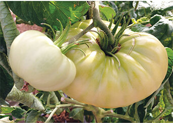 最高レベルの美白サプリメントCrystal Tomato【クリスタルトマト】1箱30錠