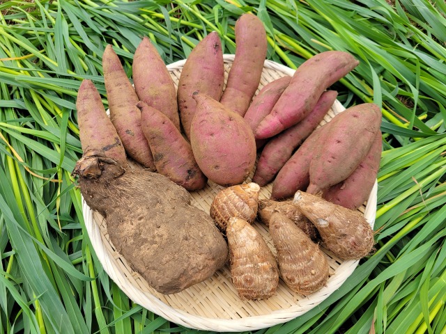 ◆明治大学黒川農場産　秋のおいもセット　※１２月中旬より順次発送