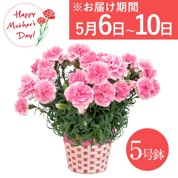 【送料無料】【母の日】カーネーション鉢植え ピンク 花ギフト《お届け期間：5月6日〜5月10日※日時選択不可》 お花 フラワー 誕生日 母の日 記念日 プレゼント ギフト