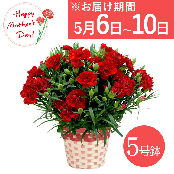 【送料無料】【母の日】カーネーション鉢植え レッド 赤 花ギフト《お届け期間：5月6日〜5月10日※日時選択不可》 お花 フラワー 誕生日 母の日 記念日 プレゼント ギフト
