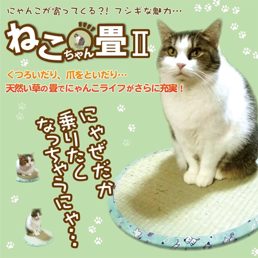 ネコほいほい