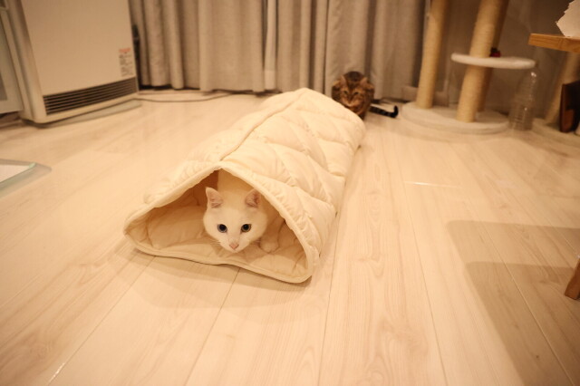 ふとんやの作ったペット用布団 キャットンネル