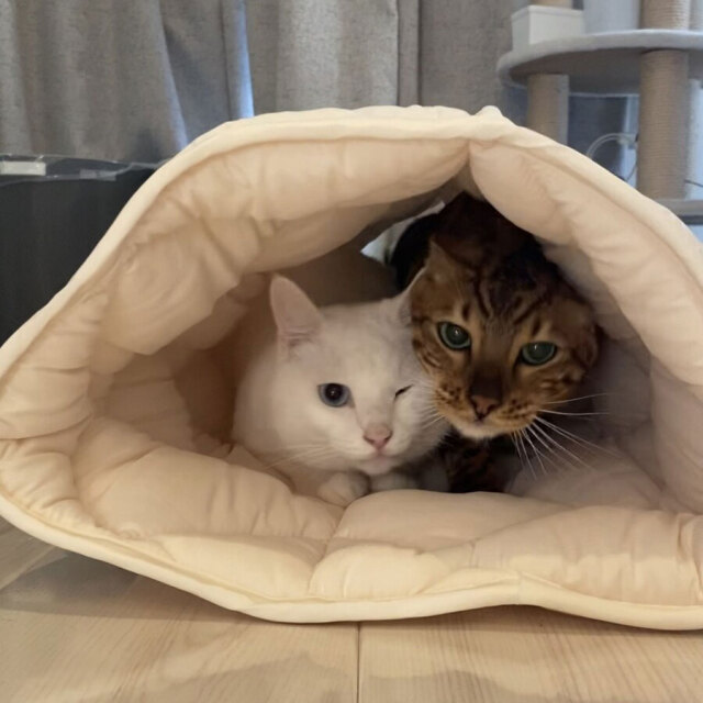 ふとんやの作ったペット用布団 キャットンネル