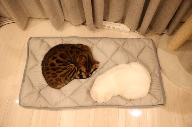 ふとんやの作ったペット用布団 キャットンネル