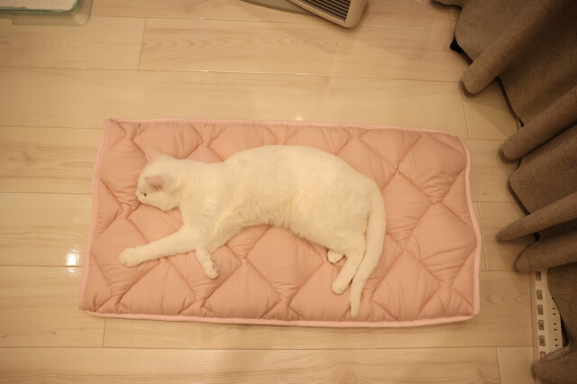 ふとんやの作ったペット用布団 キャットンネル