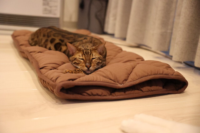ふとんやの作ったペット用布団 キャットンネル