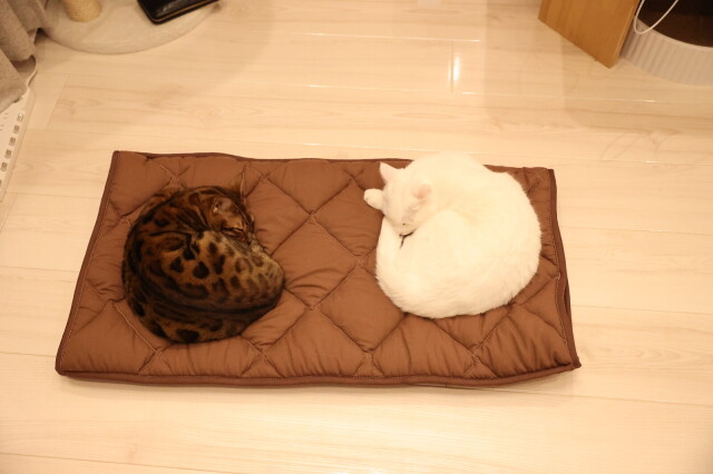 ふとんやの作ったペット用布団 キャットンネル