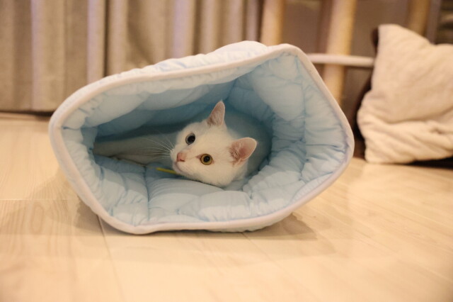 ふとんやの作ったペット用布団 キャットンネル