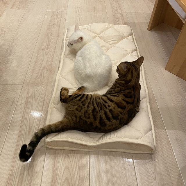 ふとんやの作ったペット用布団 キャットンネル