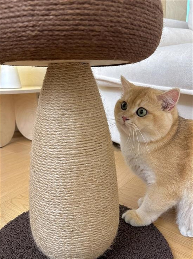 猫つかみ板
