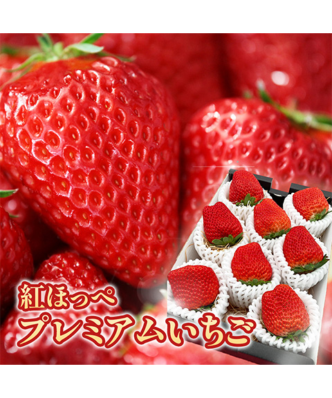 紅ほっぺ プレミアムいちご (特大サイズ）